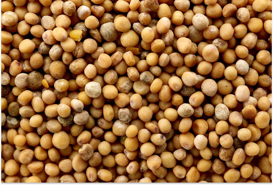 mustard seeds