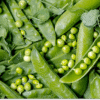 pea protein