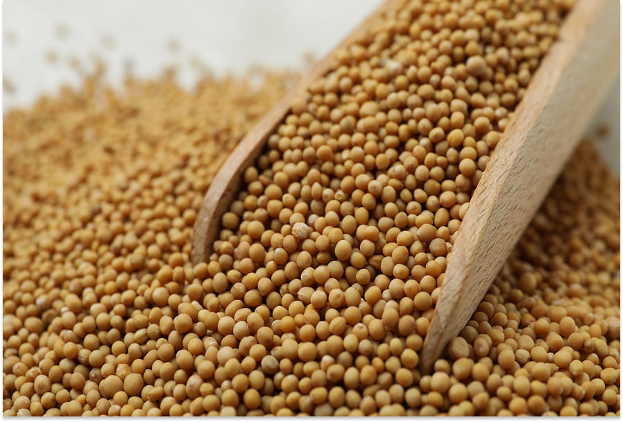 Sarepta Mustard Seeds