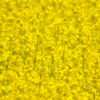 Raps-Lecithin