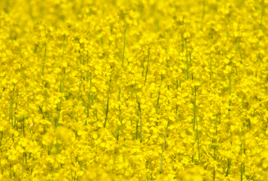 Rapeseed Lecithin