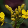 tribulus terrestris