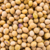 natural soy fiber