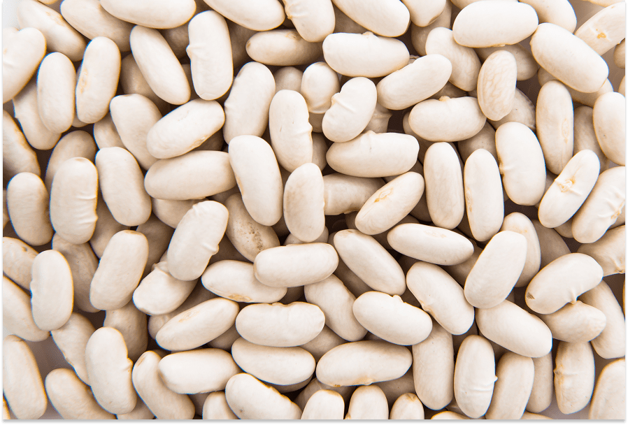 fava bean protein