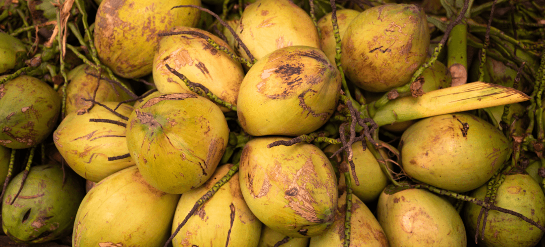 skad pochodzi mleko kokosowe