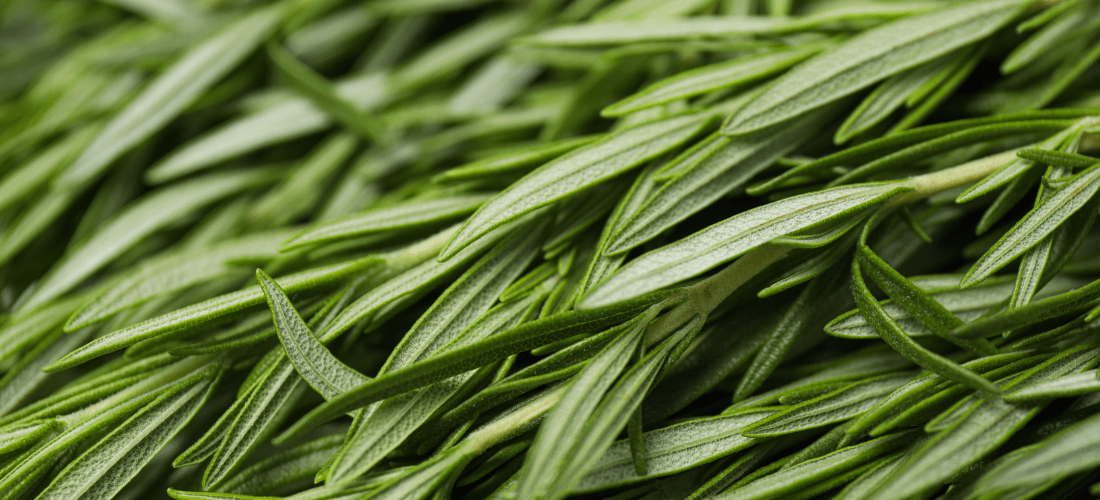 skad pochodzi estragon i jak sie go pozyskuje