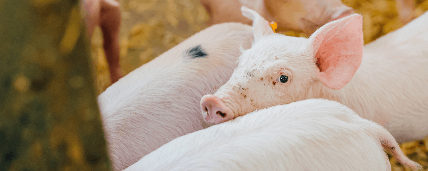 jak dobrać idealną paszę dla prosiąt