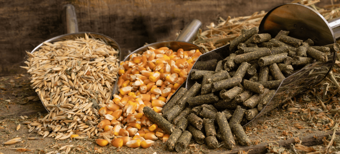 jak dopasować paszę do celu produkcyjnego