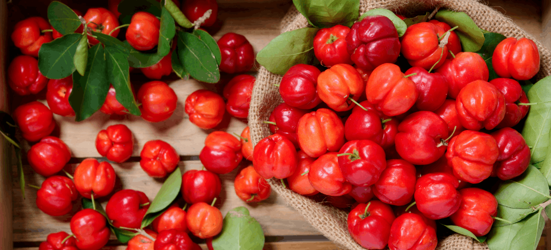 properties of acerola