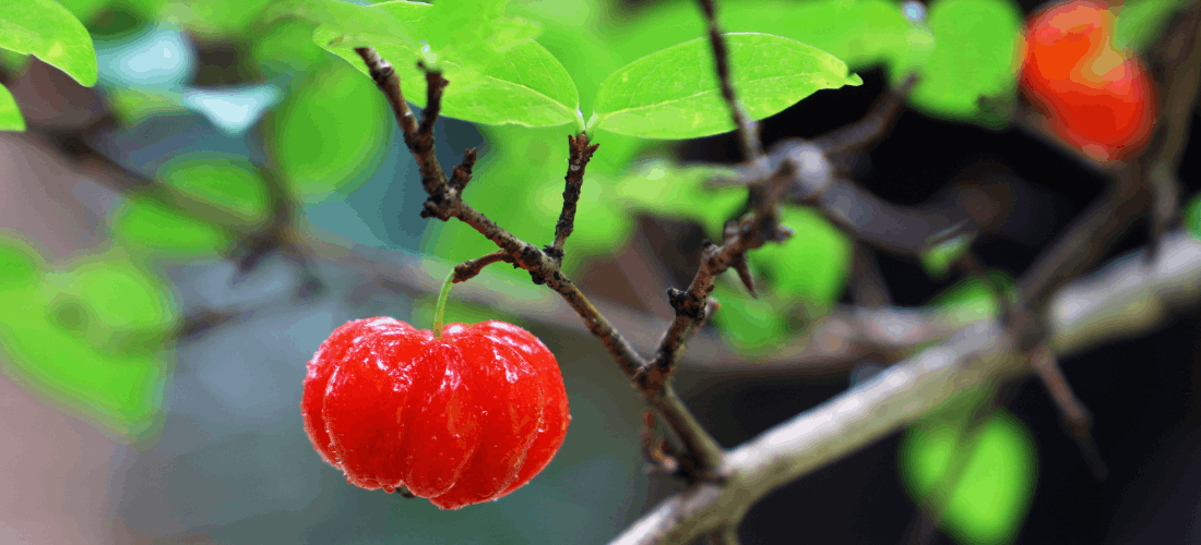 the use of acerola in the food industry
